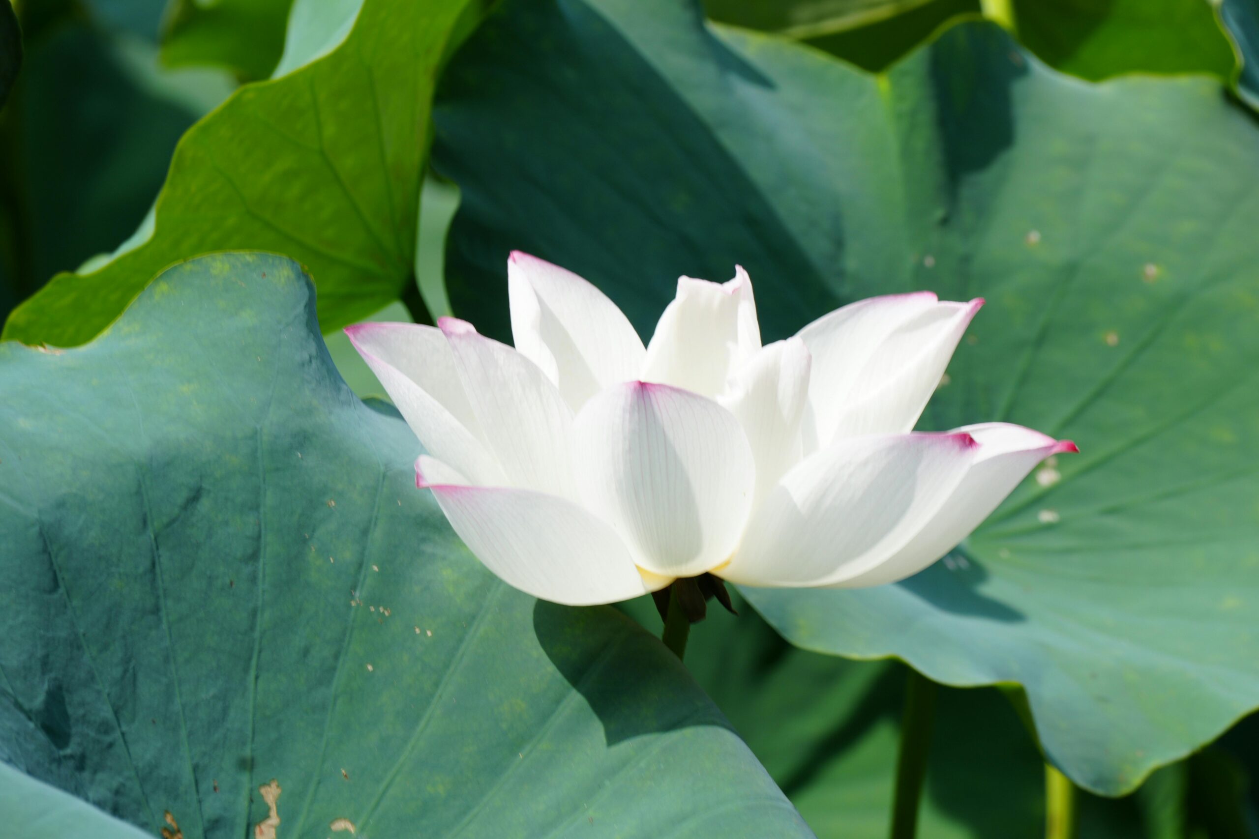 pexels-photo-32718329-32718329 | Architektura Maharishi Vastu Elegant white lotus flower surrounded by lush green leaves in natural sunlight.